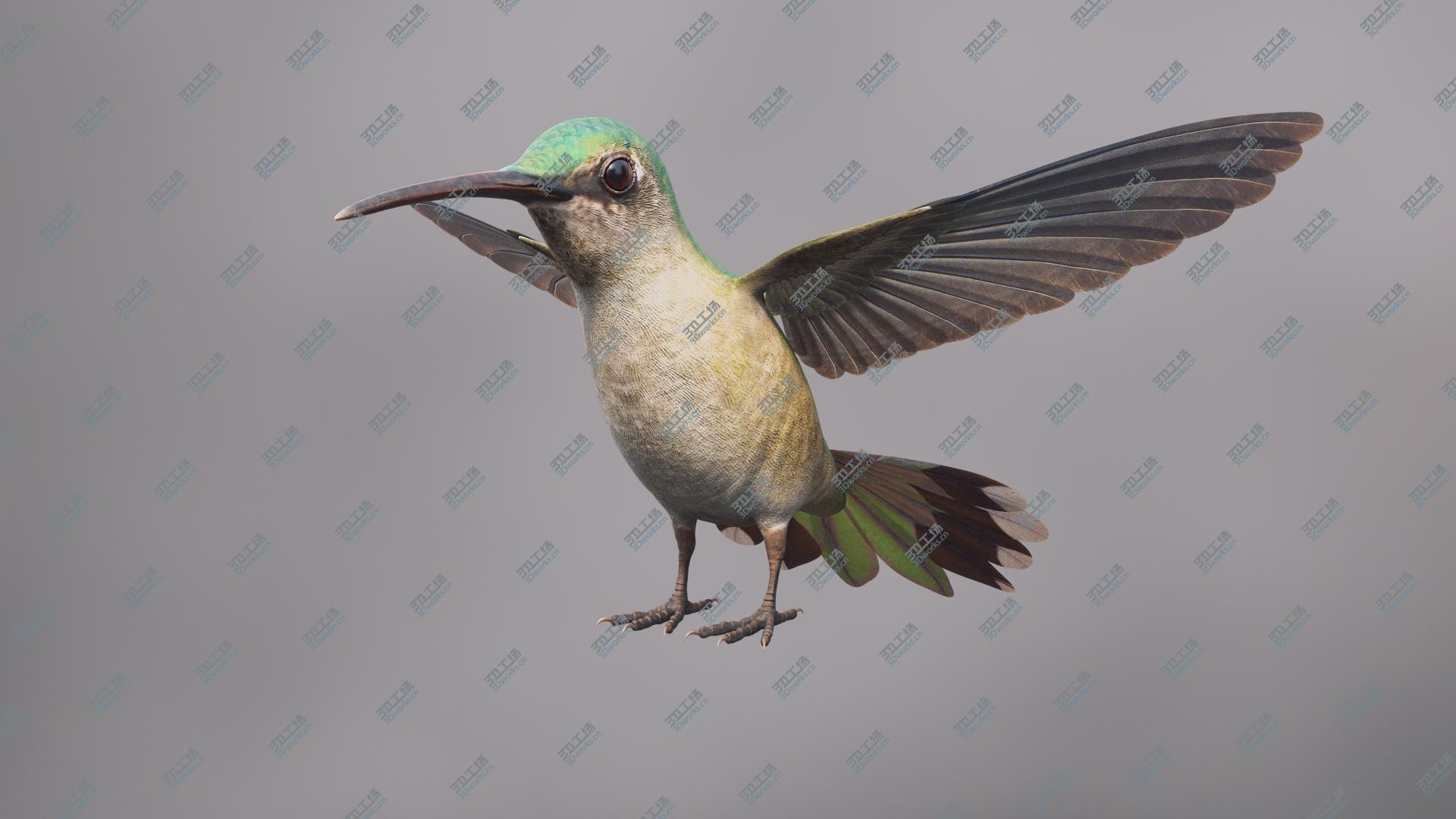 images/goods_img/2021040233/Hummingbird 3D model/2.jpg